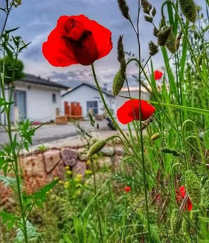 Sonnenwind Am Hainer شقة Neukieritzsch